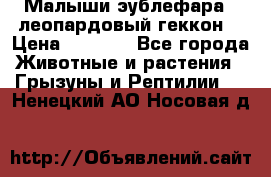 Малыши эублефара ( леопардовый геккон) › Цена ­ 1 500 - Все города Животные и растения » Грызуны и Рептилии   . Ненецкий АО,Носовая д.